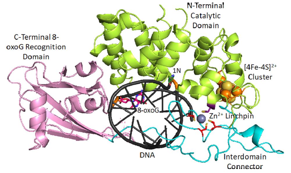 Figure: QM/MM energy-minimized structure of human MUTYH highlighting the four Cys residues interacting with Zn2+. Color coding as follows: C-terminal 8-oxoG recognition domain, pink; N-terminal adenine removal domain, green; interdomain connector, light blue; three previously identified Cys ligands (Cys318, Cys325 and Cys328 in human MUTYH), red; newly identified fourth Cys ligand (Cys230 in human MUTYH), purple; Cys residues coordinating the Fe-S cluster, orange, with the Fe-S cluster designated by orange (Fe) and yellow (S) spheres. DNA (from PDB ID: 5DPK) is in black with the azasugar transition state mimic (1N) in green, and 8-oxoguanine (8-oxoG) in pink, with elements depicted as hydrogen in grey, oxygen in red, nitrogen in blue, and phosphorous in orange.
