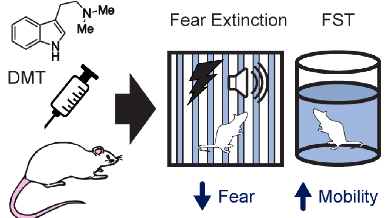 Graphical abstract summarizing antidepressant effects of DMT administration in rodents.