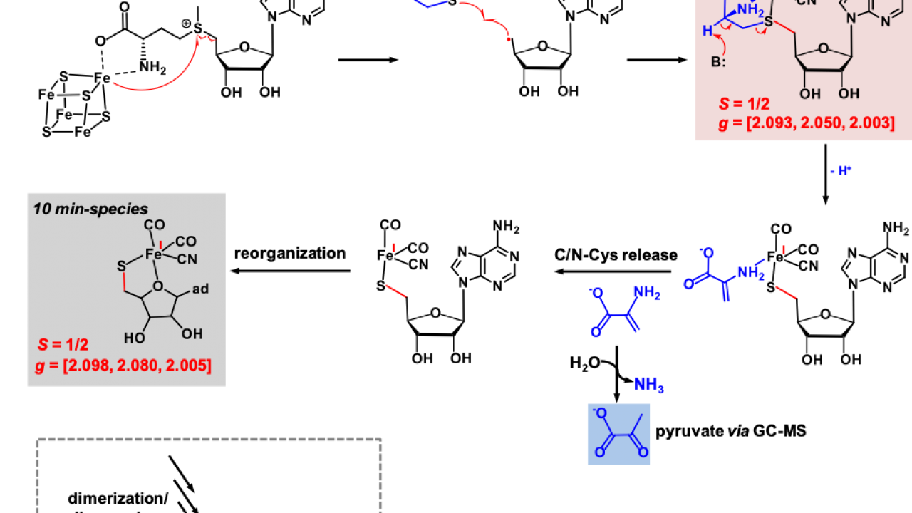 Catalytic mechanism of HydE