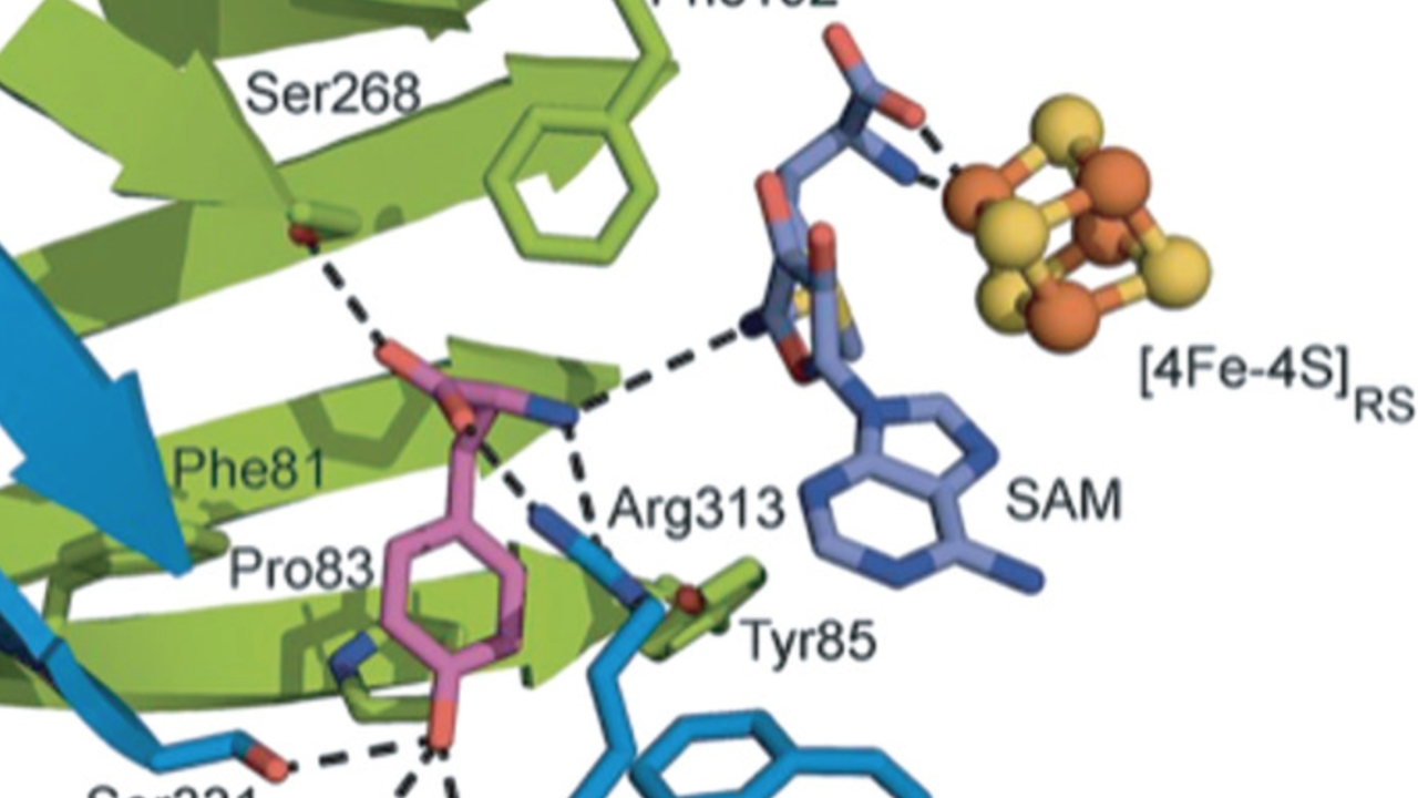 Fe–S centers in the HydG X-ray crystal structure