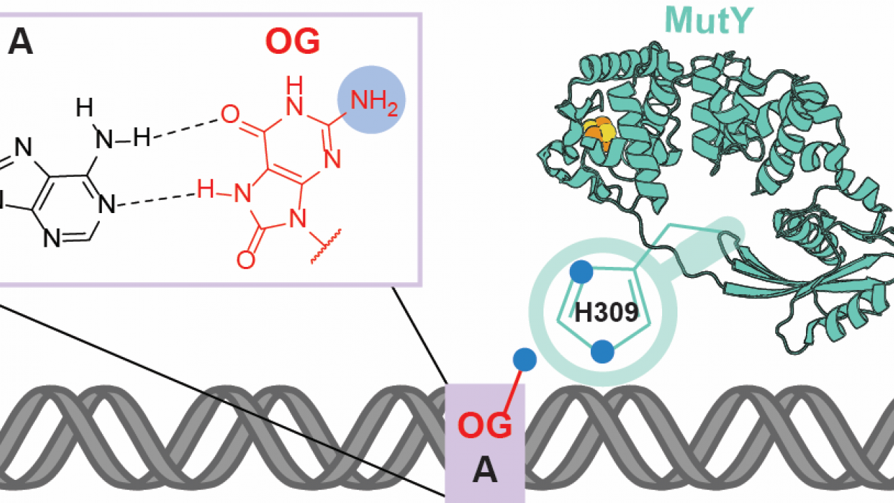 Detection of OG:A Lesion Mispairs by MutY Relies on a Single His Residue and the 2‑Amino Group of 8‑Oxoguanine