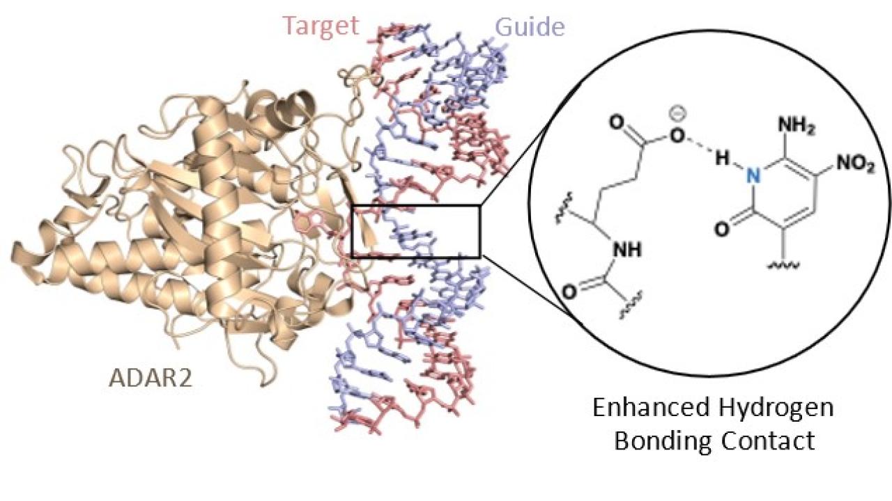 A new crystal structure (PDB ID: 7KFN) of ADAR2 bound to duplex RNA bearing a chemically modified guide strand.