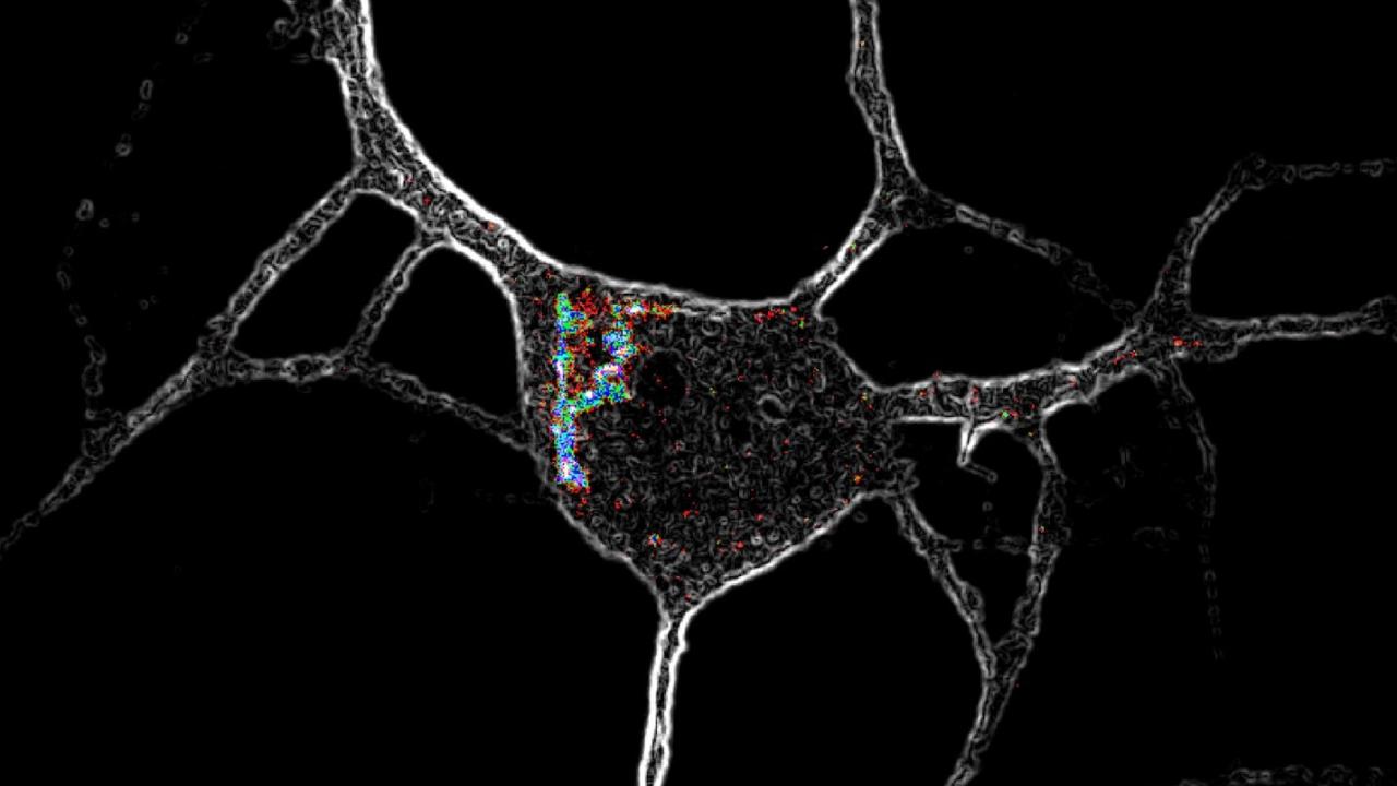 Image of a cortical neuron (gray) expressing 5-HT2ARs (color) in the cell interior