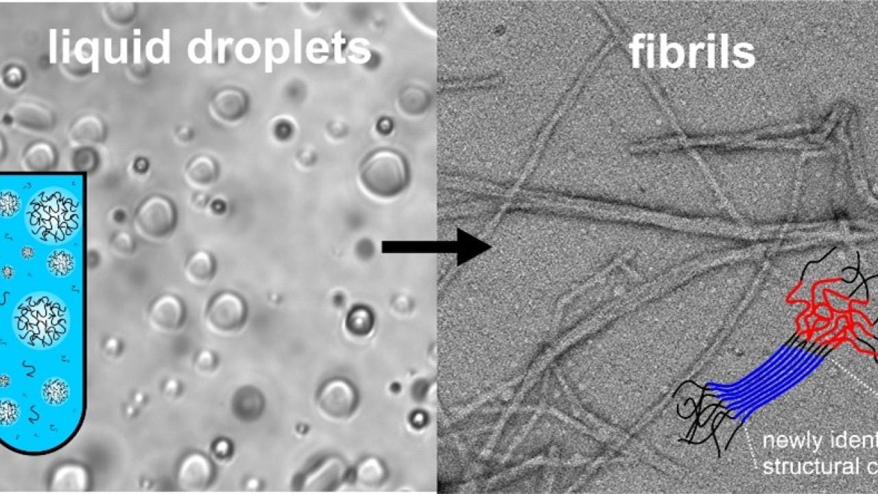 optical and electron microscope images of the TDP-43 protein liquid droplets and fibrils
