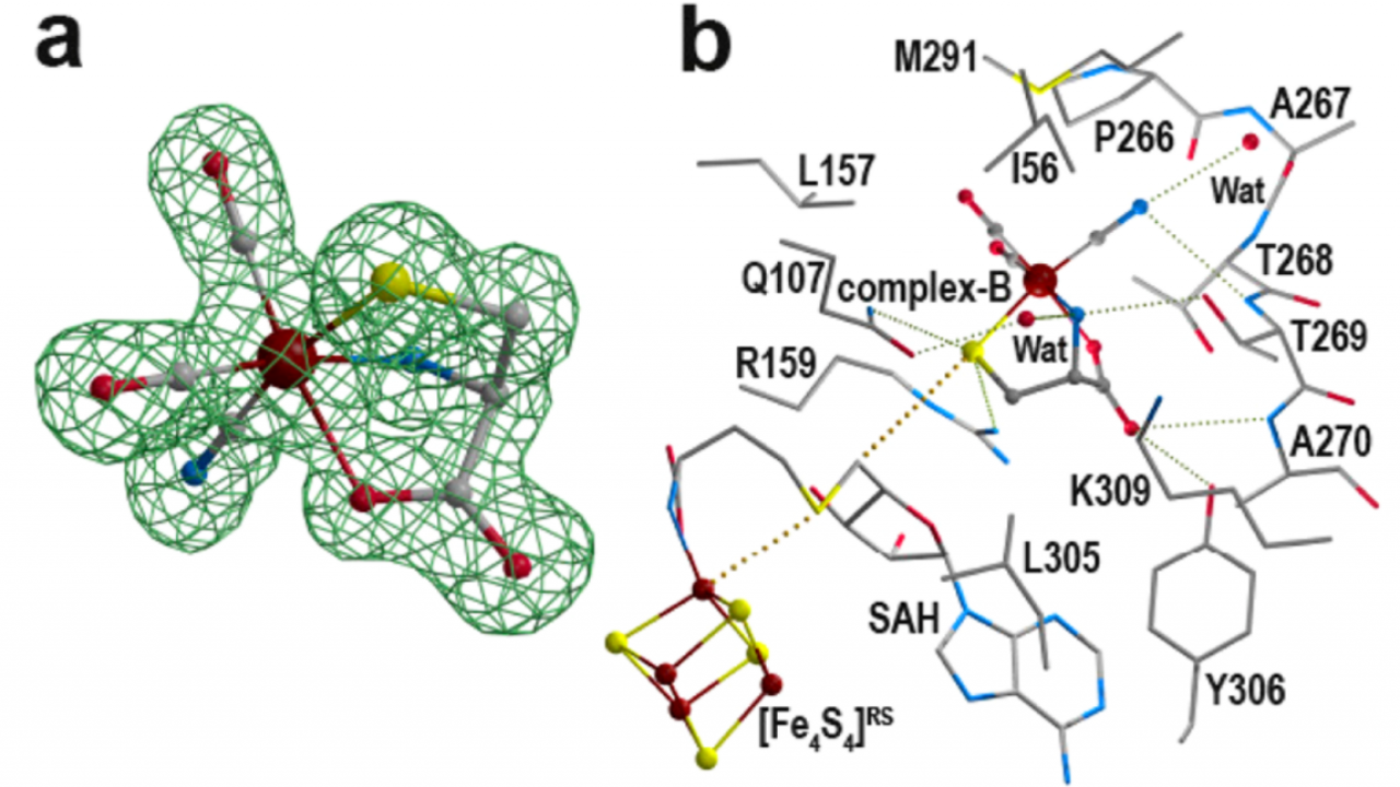 Crystal structure of HydE bound to Complex-B