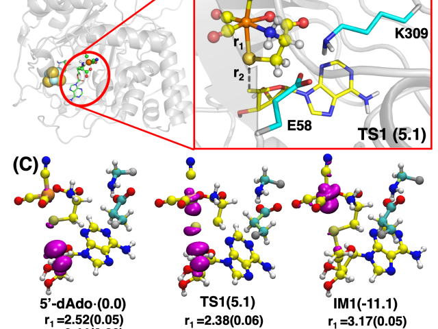 Free energy profile and 3D renderings of one of the key mechanistic steps of HydE catalysis.
