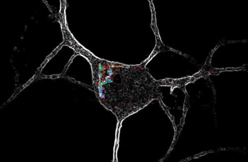 Image of a cortical neuron (gray) expressing 5-HT2ARs (color) in the cell interior
