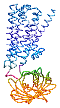 Structure of psychLight.  Image courtesy of Chunyang Dong, Calvin Ly, and Joanne Ly