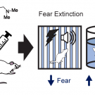 Graphical abstract summarizing antidepressant effects of DMT administration in rodents.