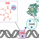 Detection of OG:A Lesion Mispairs by MutY Relies on a Single His Residue and the 2‑Amino Group of 8‑Oxoguanine