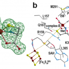 Crystal structure of HydE bound to Complex-B