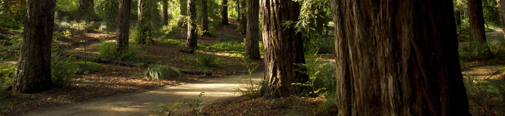 Sunlight breaks through the branches at the T. Elliot Weier Redwood Grove in the UC Davis Arboretum on Thursday, September 15, 2011.